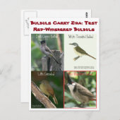 Carte Postale Tester des bulbuls à cache rouge par RoseWrites (Devant / Derrière)