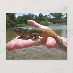 Carte Postale têtard