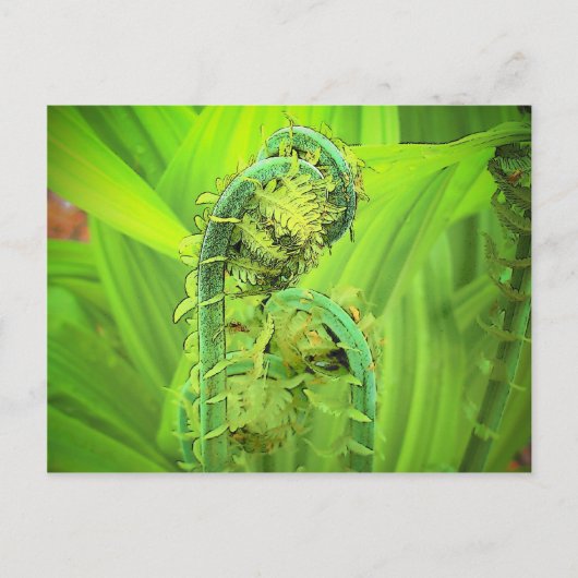 Carte Postale Tête (Devant)