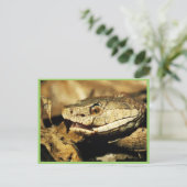 Carte Postale Tête (Debout devant)