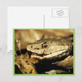 Carte Postale Tête (Devant / Derrière)