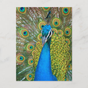 Carte Postale Tête bleue Peacock avec et des plumes de queue col