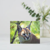 Carte Postale Tête Caracale Et Épaules (Debout devant)