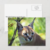 Carte Postale Tête Caracale Et Épaules (Devant / Derrière)