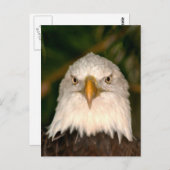 Carte Postale Tête d'aigle chauve Sur la conception de la photo (Devant / Derrière)