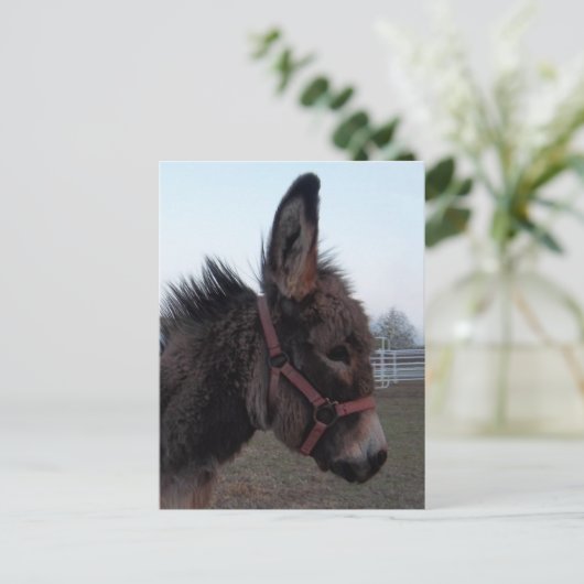 Carte Postale Tête d'âne (Debout devant)