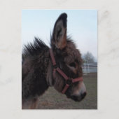 Carte Postale Tête d'âne (Devant)