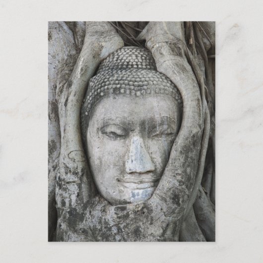 Carte Postale Tête de Bouddha en grès entourée d'un arbre (Devant)