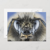 Carte Postale Tête de bourdon (Devant / Derrière)