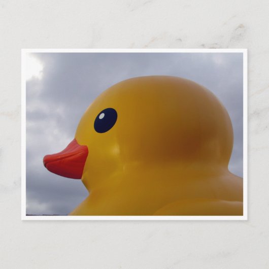 Carte Postale tête de canard (Devant)