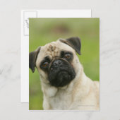 Carte Postale Tête de carlin entassée regardant l'appareil-photo (Devant / Derrière)