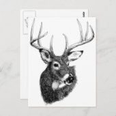 Carte Postale tête de cerf (Devant / Derrière)