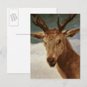 Carte Postale Tête de cerf, 1634 (Devant / Derrière)