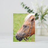 Carte Postale Tête de cheval 003 (Debout devant)