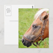 Carte Postale Tête de cheval 003 (Devant / Derrière)