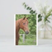 Carte Postale Tête de cheval brun (Debout devant)