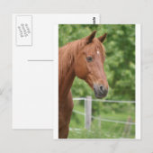 Carte Postale Tête de cheval brun (Devant / Derrière)