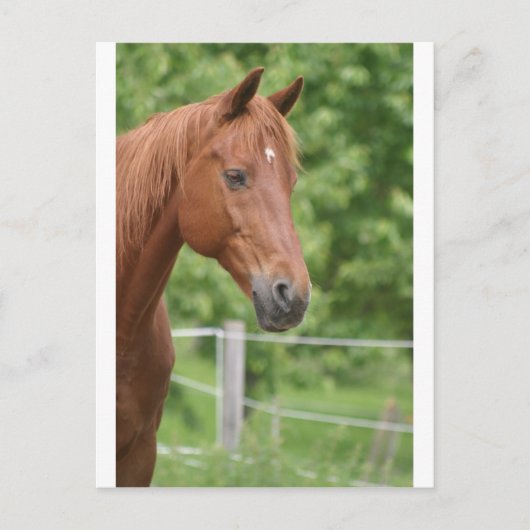 Carte Postale Tête de cheval brun (Devant)