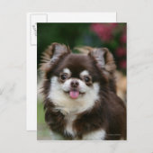 Carte Postale Tête de Chihuahua à poils longs 1 (Devant / Derrière)