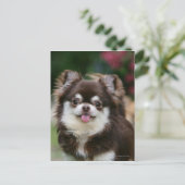 Carte Postale Tête de Chihuahua à poils longs 1 (Debout devant)