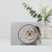 Carte Postale Tête de cône (Debout devant)