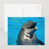 Carte Postale Tête de dauphin à bec (Devant / Derrière)