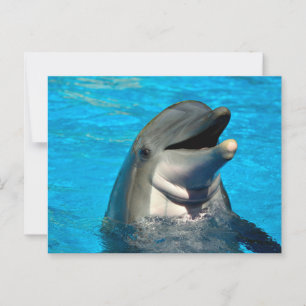 Carte Postale Tête de dauphin à bec