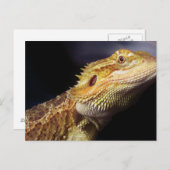 Carte Postale Tête de dragon à tête nue 2 (Devant / Derrière)