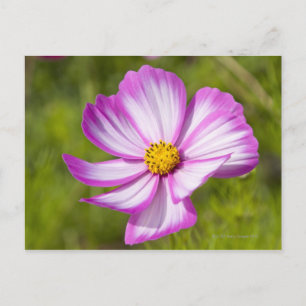 Carte Postale Tête de fleur Cosmos