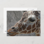 Carte Postale tête de girafe (Devant / Derrière)