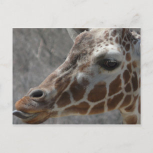 Carte Postale tête de girafe