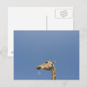 Carte Postale Tête de Giraffe (Devant / Derrière)