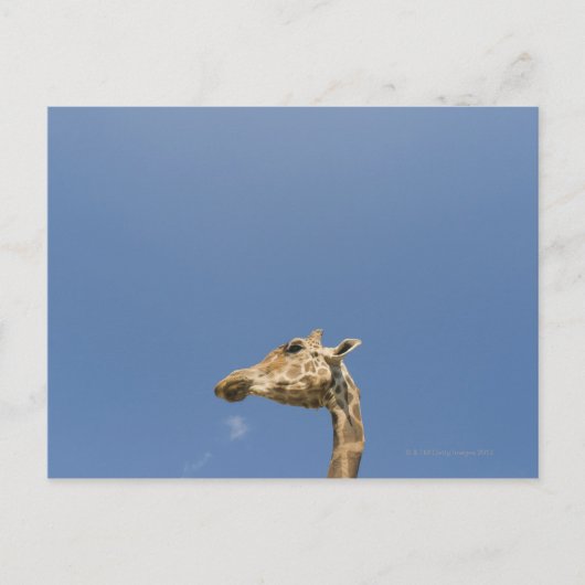 Carte Postale Tête de Giraffe (Devant)