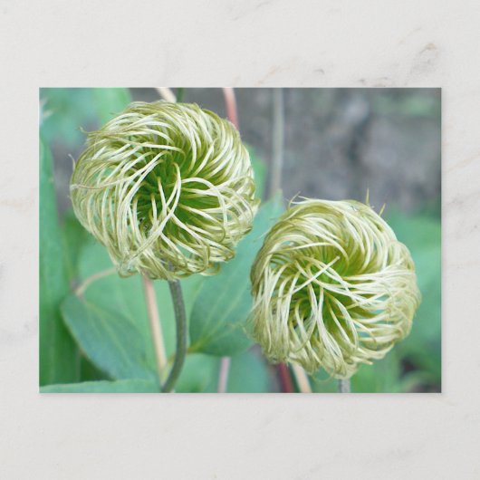 Carte Postale Tête de graines de Clematis (Devant)