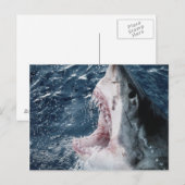 Carte Postale Tête de grand requin blanc (Devant / Derrière)