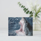 Carte Postale Tête de grand requin blanc (Debout devant)