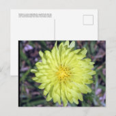 Carte postale Tête de lion Fleur Jaune (Devant / Derrière)