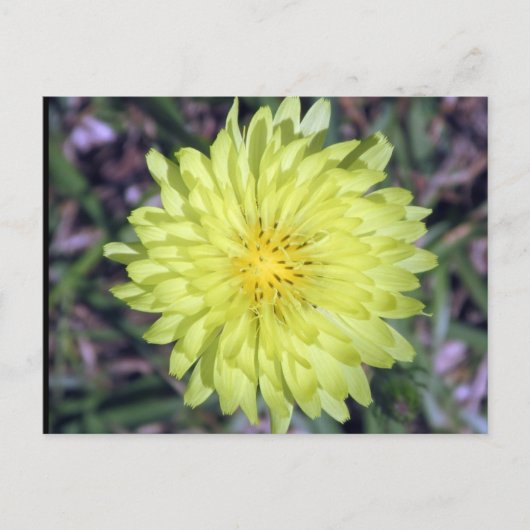 Carte postale Tête de lion Fleur Jaune (Devant)