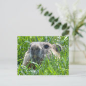 Carte Postale Tête de marmotte réaliste pointant à travers l'art (Debout devant)