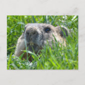 Carte Postale Tête de marmotte réaliste pointant à travers l'art (Devant)