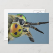 Carte Postale Tête de mouche de cerf (Devant / Derrière)