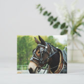 Carte Postale Tête de mule (Debout devant)