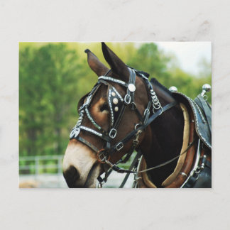 Carte Postale Tête de mule