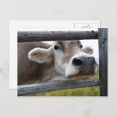 Carte Postale Tête de poing de vache tyrolienne à travers la clô (Devant / Derrière)