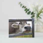 Carte Postale Tête de poing de vache tyrolienne à travers la clô (Debout devant)