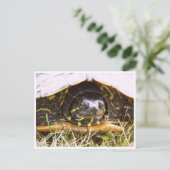 Carte Postale Tête de tortue rouge (Debout devant)