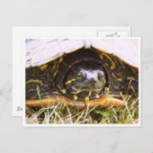 Carte Postale Tête de tortue rouge (Devant / Derrière)