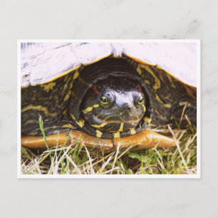 Carte Postale Tête de tortue rouge