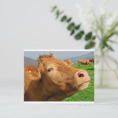 CARTE POSTALE TÊTE DE VACHE (Debout devant)