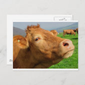 CARTE POSTALE TÊTE DE VACHE (Devant / Derrière)